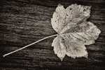 Sycamore Leaf On Dead Wood