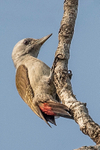 African Grey Woodpecker
