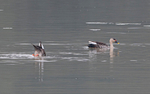 Indian Spot-billed Duck