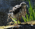 Coopers Hawk