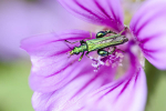 Flower beetle
