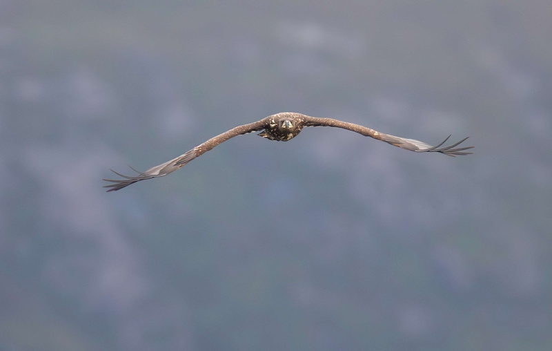 White Tailed Eagle - Isle of Mull - Scotland