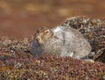 Mountain Hare - Lepus timidus