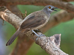 Brown Babbler
