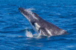 Humpback Calf head-lunge 3. 0A3A4082