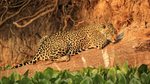 Jaguar (female) asleep on log, Corixo Negro, Brazil
