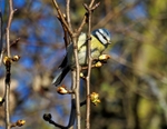 Blue Tit