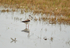 Black-winged Stilts