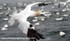 SBG049: Gannet in flight