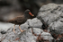 Blackish Oystercatcher (juvenile) with food, Chanaral Island, Chile