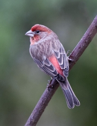 Backyard Birds of Mercer Island portfolio