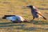 Juvenile Magpie 2