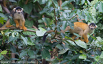 Squirrel Monkeys