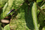Broad-bodied Chaser (male) resting on leaf, Dorset, UK