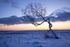 Moorland Birch, Peak District