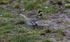 Shorelark.