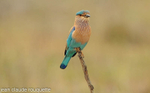 Indian Roller