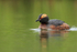 Slavonian Grebe, summer plumage, Iceland