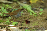 Ruddy-capped Nightingale-Thrush side, Costa Rica