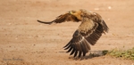 Tawny take-off