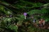 Amethyst Deceiver