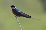 Red-breasted Swallow portfolio