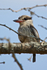 Striped Kingfisher perched in a tree