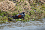 Harlequin Duck