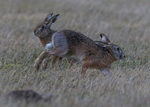 Brown Hare