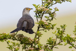 Male Cuckoo