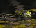 Edible Frog