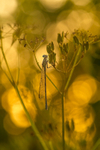 Damselfly at sunset, Portlick Forest, Ireland.
