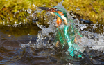 KINGFISHER no 12