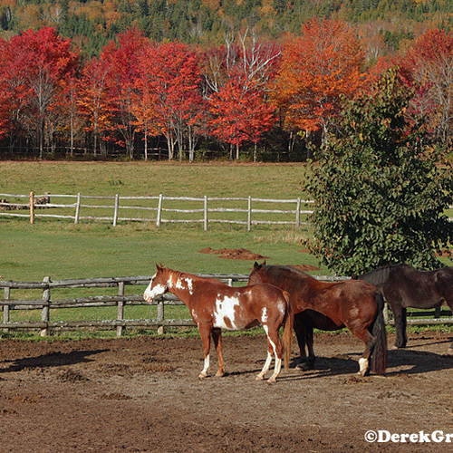 A grove of red maples illuminate a horse paddock in rural Kings County, New Brunswick, Canada.
