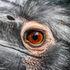 Hertfordshire Zoo 13Sep24-17