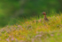 Red Grouse (male) in pink heather