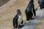 Humboldt Penguins - DSC_4210