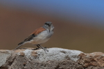 Red-backed Sierra-Finch, side view, El Tatio, Chile