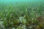 Seagrass bed (Scotland) 3