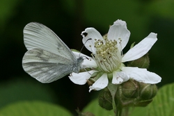 Wood White