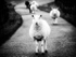 PARADE, MELLON UDRIGLE - SCOTLAND