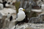 Kittiwake