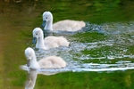 Three Signets