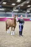 Class D IH Pony Champ portfolio