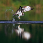 Reflection of an Osprey lifting off out of still water