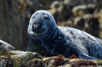Atlantic Grey Seal