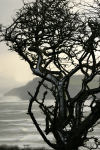 8  Black Thorn, Robin Hood's Bay
