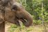 Asian Elephant (female), Phnom Tamao, Cambodia