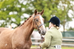 Class 26-30 Sport Horse In Hand portfolio