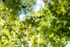 4th July Summer Beech Leaves